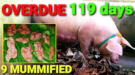 overdue na inahing baboy|overdue na inahin .